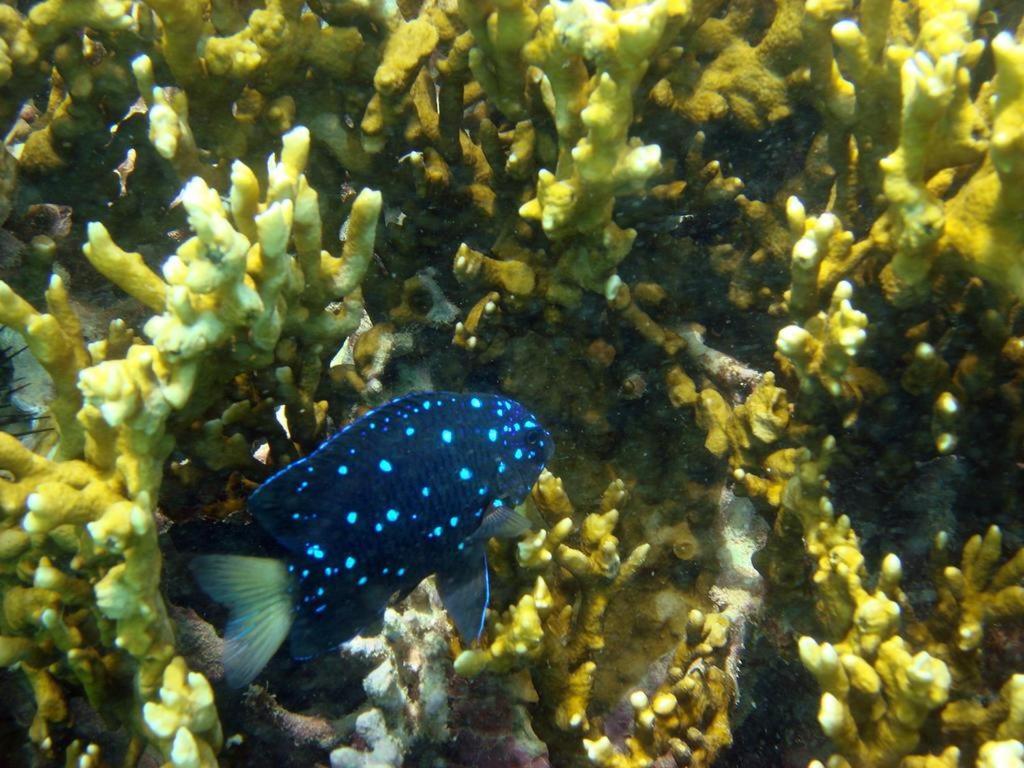 Kitnet Sabrinna Maceio  Bagian luar foto