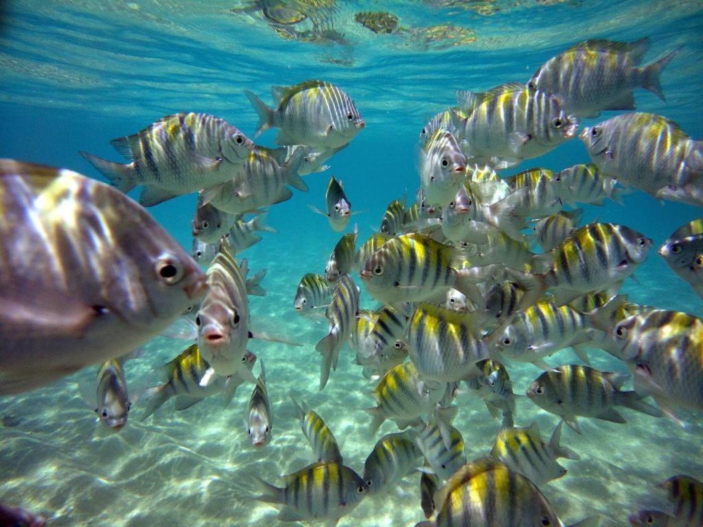 Kitnet Sabrinna Maceio  Bagian luar foto